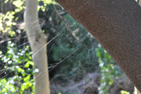 Kruger National Park