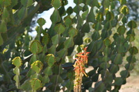 Kruger National Park