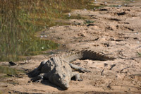 Kruger National Park