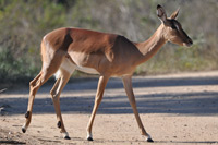 Kruger National Park