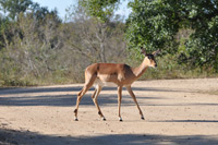 Kruger National Park
