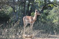 Kruger National Park
