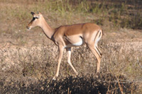 Kruger National Park