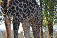 Kruger National Park