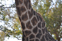 Kruger National Park