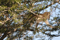 Kruger National Park