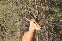 Kruger National Park