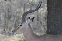 Kruger National Park