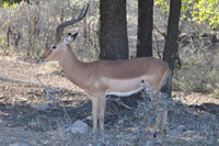 Kruger National Park