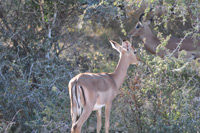 Kruger National Park