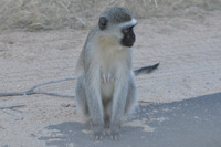Kruger National Park