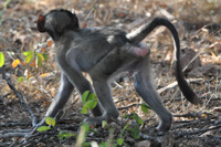 Kruger National Park