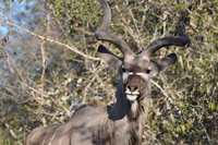Kruger National Park