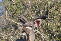 Kruger National Park