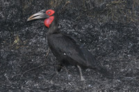 Kruger National Park