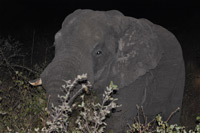 Kruger National Park