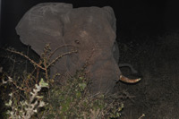 Kruger National Park