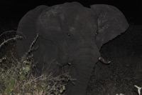 Kruger National Park