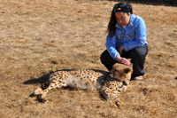 Cheetahs, Lions & Servals