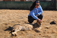 Cheetahs, Lions & Servals