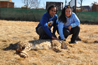 Cheetahs, Lions & Servals