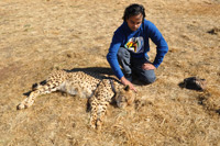 Cheetahs, Lions & Servals