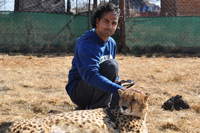 Cheetahs, Lions & Servals