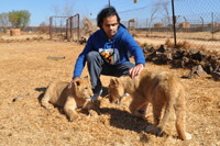 Cheetahs, Lions & Servals