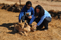 Cheetahs, Lions & Servals