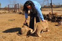 Cheetahs, Lions & Servals