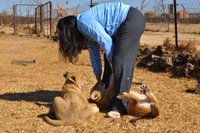 Cheetahs, Lions & Servals