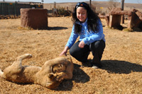 Cheetahs, Lions & Servals