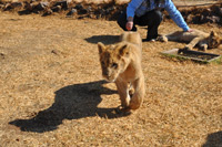 Cheetahs, Lions & Servals