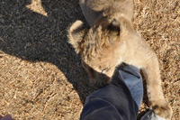 Cheetahs, Lions & Servals