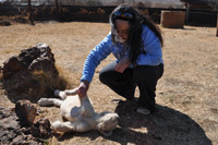 Cheetahs, Lions & Servals