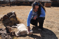 Cheetahs, Lions & Servals