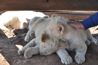 Cheetahs, Lions & Servals