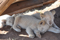 Cheetahs, Lions & Servals