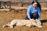 Cheetahs, Lions & Servals