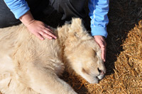 Cheetahs, Lions & Servals