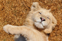 Cheetahs, Lions & Servals