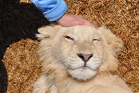 Cheetahs, Lions & Servals