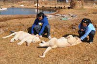 Cheetahs, Lions & Servals