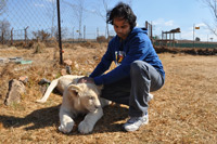 Cheetahs, Lions & Servals