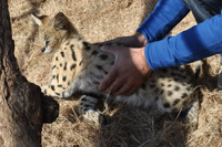 Cheetahs, Lions & Servals