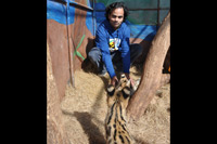 Cheetahs, Lions & Servals