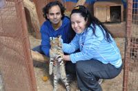 Cheetahs, Lions & Servals