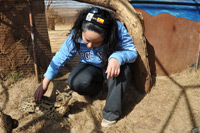 Cheetahs, Lions & Servals