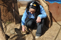 Cheetahs, Lions & Servals