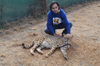 Cheetahs, Lions & Servals